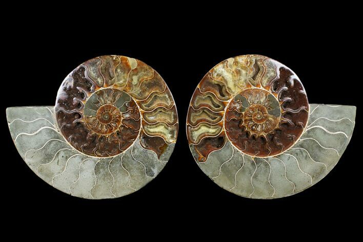 Very Large, Cut & Polished Ammonite Fossil - Madagasar #183359